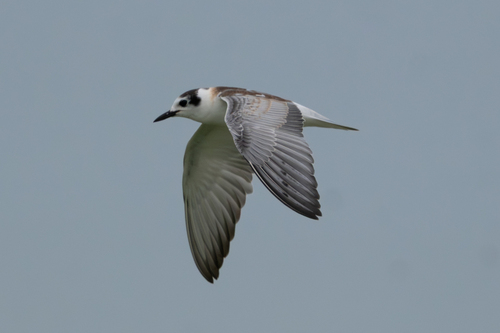 White-winged Tern