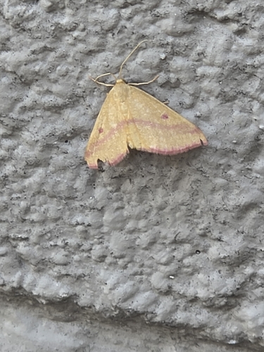 Chickweed Geometer Moth