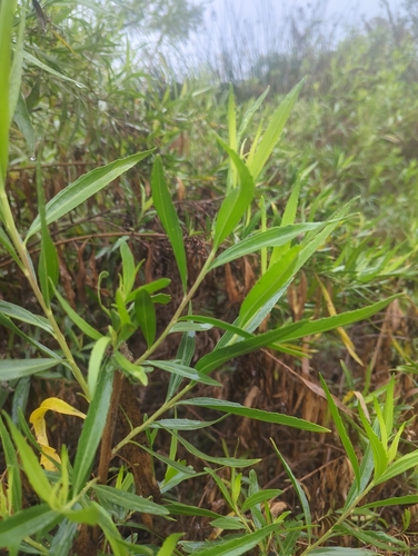 iNaturalist observation photo of mule fat