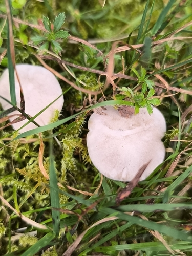 Sweetbread Mushroom