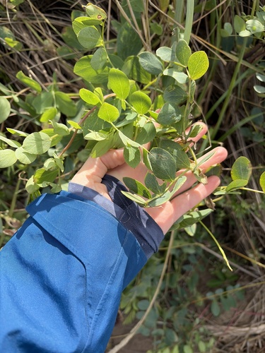 seaside pea