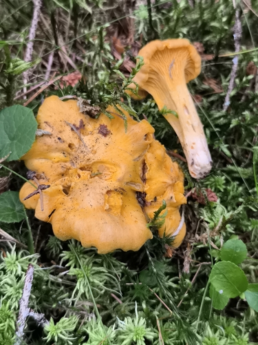 Golden Chanterelle