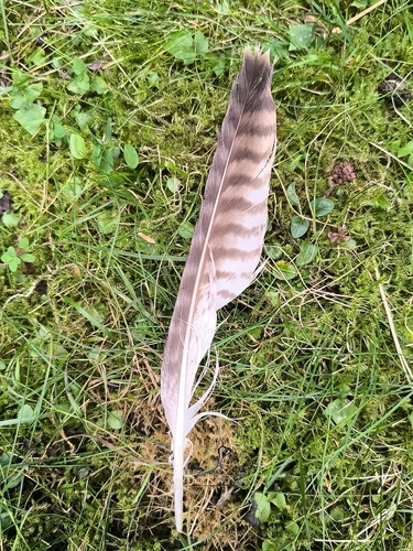 Common Buzzard