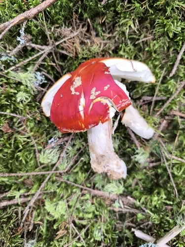 Fly Agaric