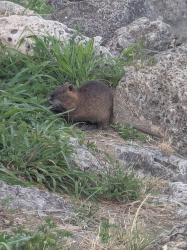 Coypu