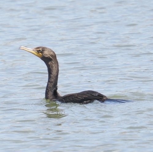 Double-crested Cormorant