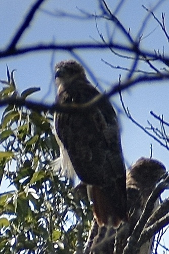Red-tailed Hawk