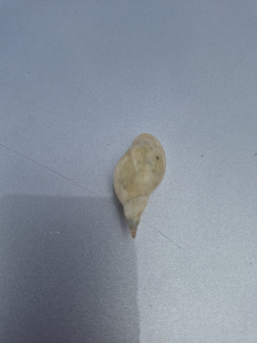 Lymnaea jugularis