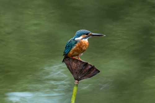 Common Kingfisher
