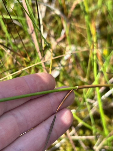 tawny cottongrass
