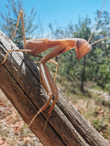 European Mantis