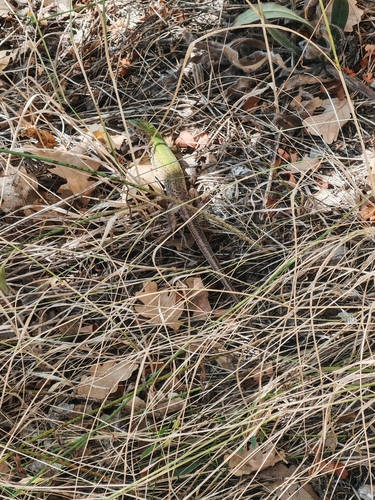 Green Lizard