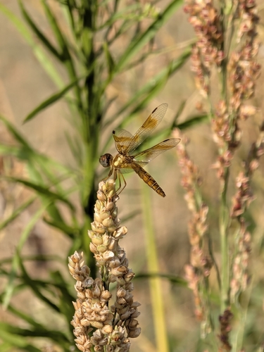 Eastern Amberwing