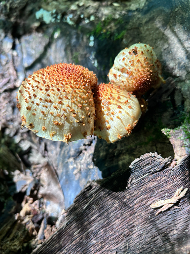 Sharp-scaly Pholiota