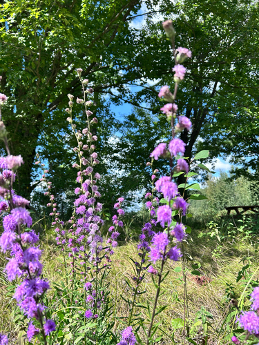 rough blazing star