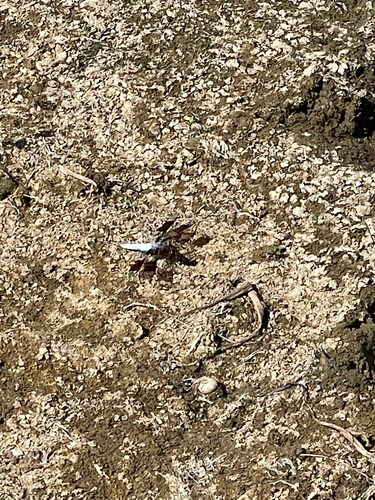 Common Whitetail