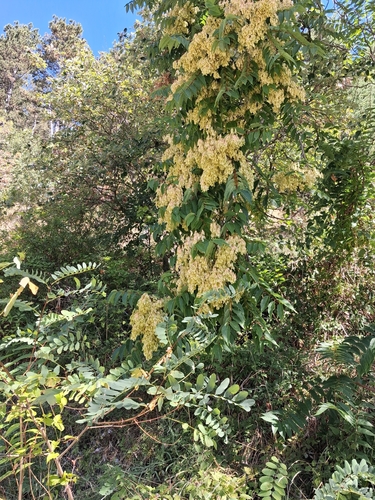 tree-of-heaven