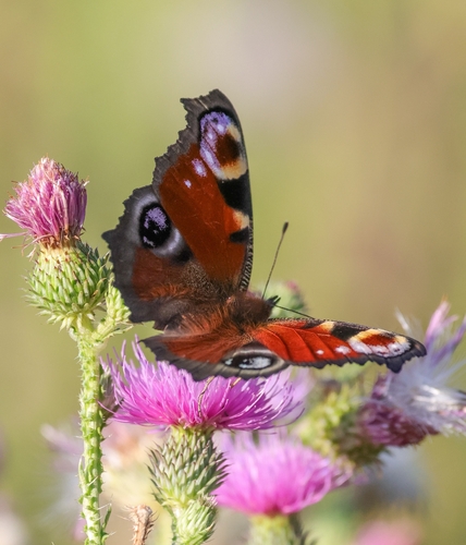 European Peacock Butterfly