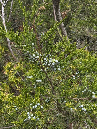 eastern redcedar