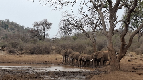 African Savanna Elephant