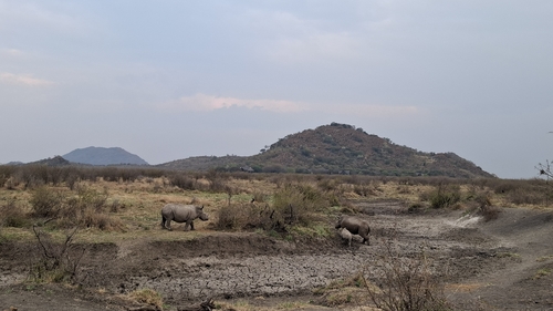 Southern White Rhinoceros