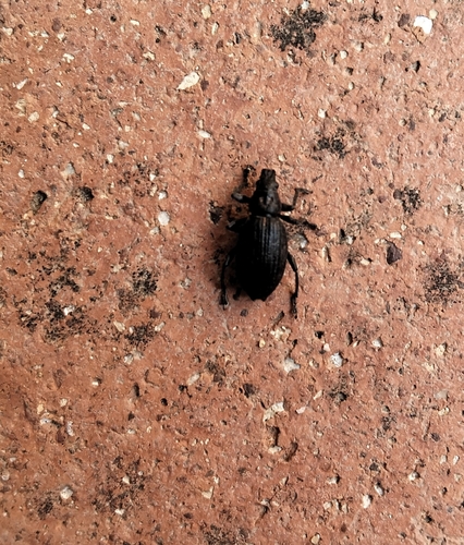 Brachyderes illaesus