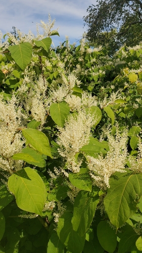 Japanese knotweed
