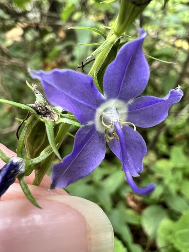 tall bellflower