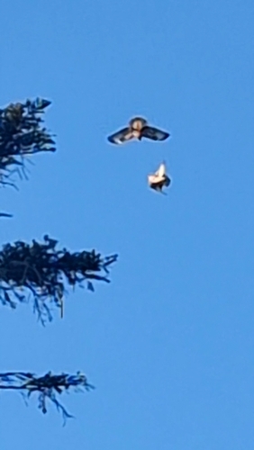 Western Common Buzzard