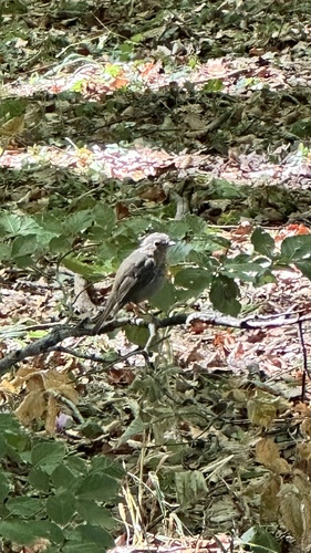 European Robin