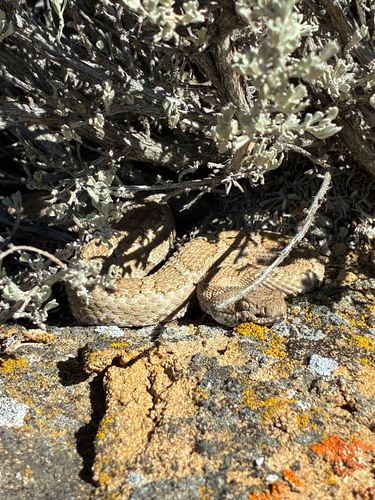 Midget Faded Rattlesnake