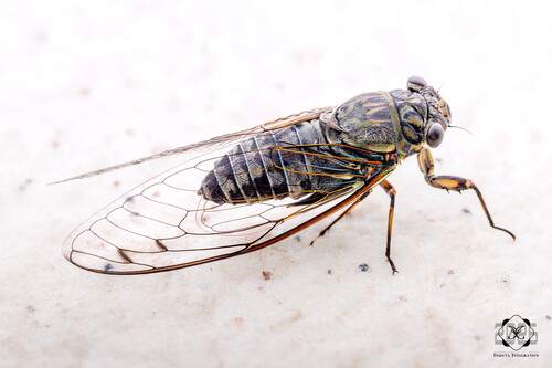 Priest Cicada