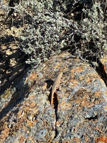 Plateau Fence Lizard
