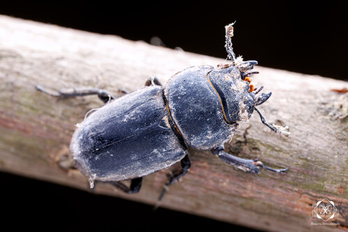 Serrognathus titanus platymelus
