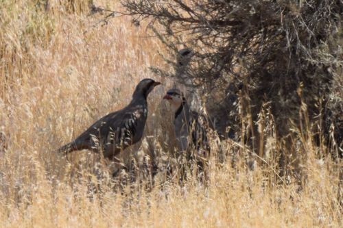 Chukar