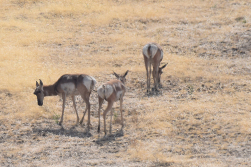 Pronghorn