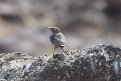 Rock Wren