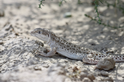 Long-nosed Leopard Lizard
