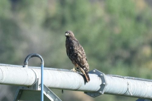 Red-tailed Hawk