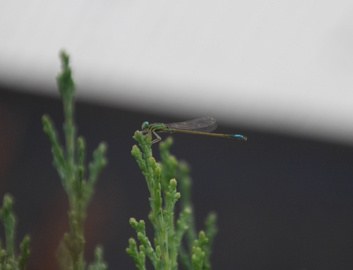 Iberian Bluetail