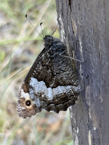 Woodland Grayling