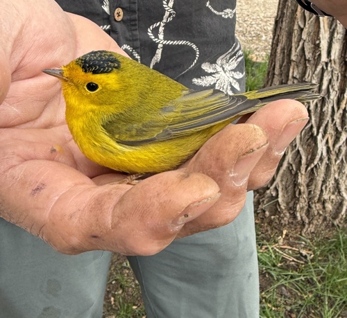 Wilson's Warbler