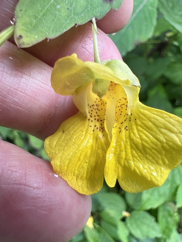 pale jewelweed