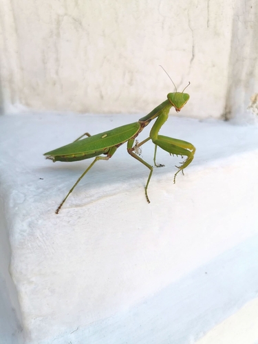 Transcaucasian Giant Mantis