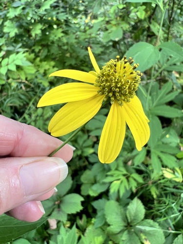 cutleaf coneflower