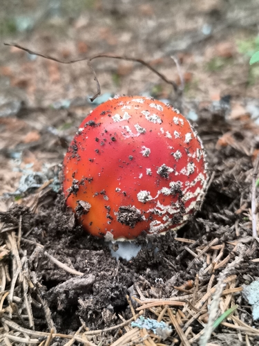 Fly Agaric