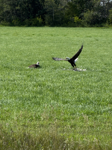 Bald Eagle