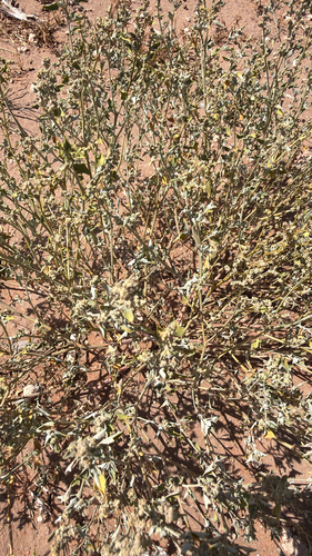 Mealy Goosefoot