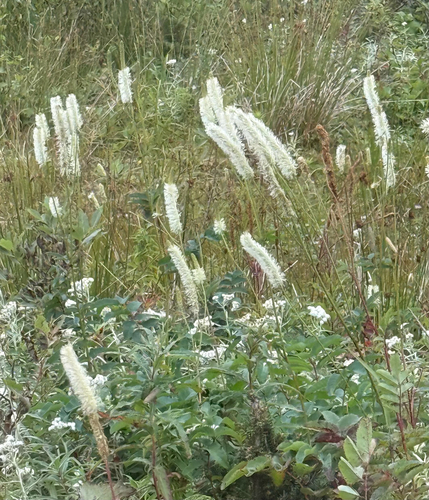 Canadian burnet