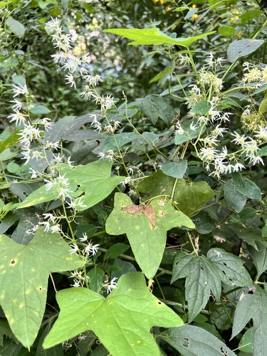 prickly cucumber